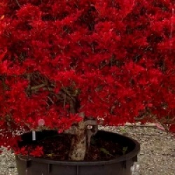 Enkianthus perulatus