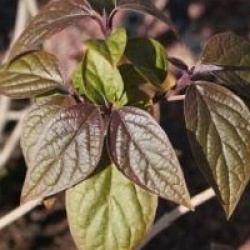 Clerodendrum trichotomum var. fargesii