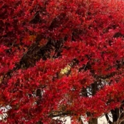 Enkianthus perulatus