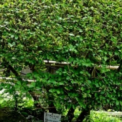 Enkianthus perulatus