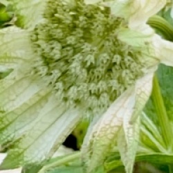 Astrantia major 'Shaggy' - Astrance Shaggy