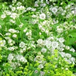 Astrantia major 'Shaggy'