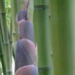 Phyllostachys atrovaginata