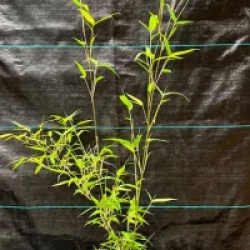 Phyllostachys atrovaginata