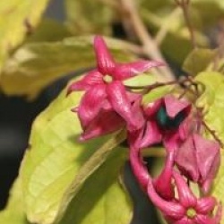 Clerodendrum trichotomum var. fargesii
