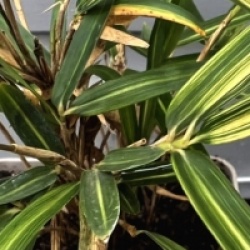 Pleioblastus shibuyanus 'Tsubo�' - Bambou nain Tsubo�