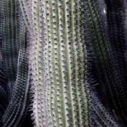 Pachycereus pringlei