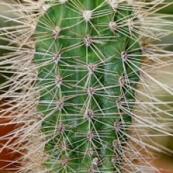 Pachycereus pringlei