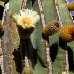 Pachycereus pringlei