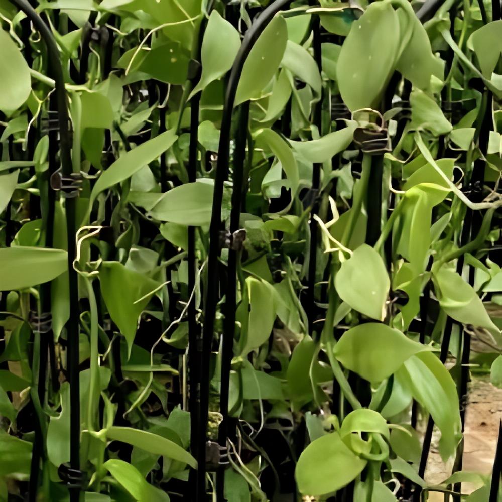 Vanilla planifolia - Vanillier de Madagascar