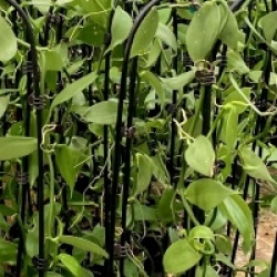 Vanilla planifolia - Vanillier de Madagascar