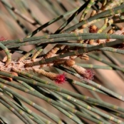 Casuarina glauca - Filao glauque