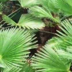 Kit 3 trachycarpus wagnerianus