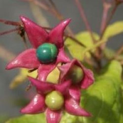 Clerodendrum trichotomum var. fargesii - Cl�rodendron fargesii