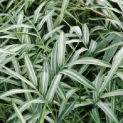 Pleioblastus fortunei 'Variegata'