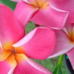 Plumeria rubra 'Pink Ruffle'