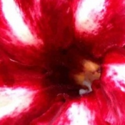 Adenium obesum 'Pornteva'