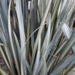 Lin vert de Nouvelle-Z�lande