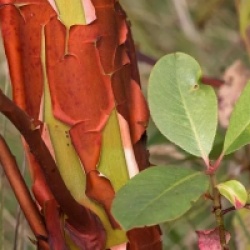 Arbutus menziesii