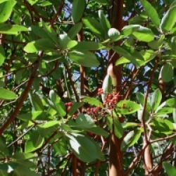Arbutus menziesii