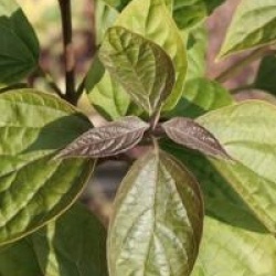 Clerodendrum trichotomum var. fargesii