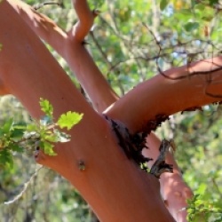 Arbutus menziesii