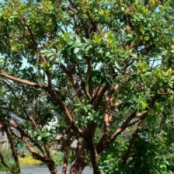 Arbutus menziesii