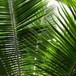 Cocos Nucifera
