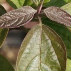 Clerodendrum trichotomum var. fargesii