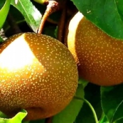 Kit 10 fruitiers exotiques rustiques