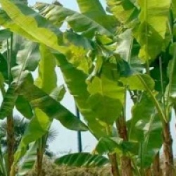 Kit 3 bananiers rustiques - Kit 3 bananiers rustiques