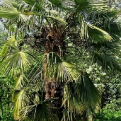 Kit 3 palmiers rustiques