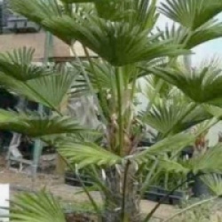 Kit 3 trachycarpus wagnerianus