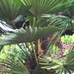 Kit 3 trachycarpus wagnerianus