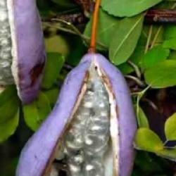 Kit 6 fruitiers exotiques rustiques - Kit 6 fruitiers exotiques rustiques