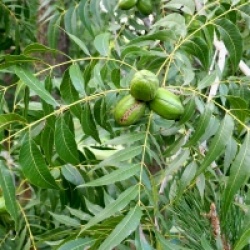 Kit 6 fruitiers exotiques rustiques