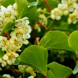 Kit 6 fruitiers exotiques rustiques