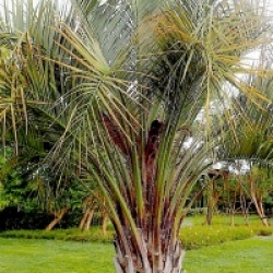 Kit 3 palmiers rustiques