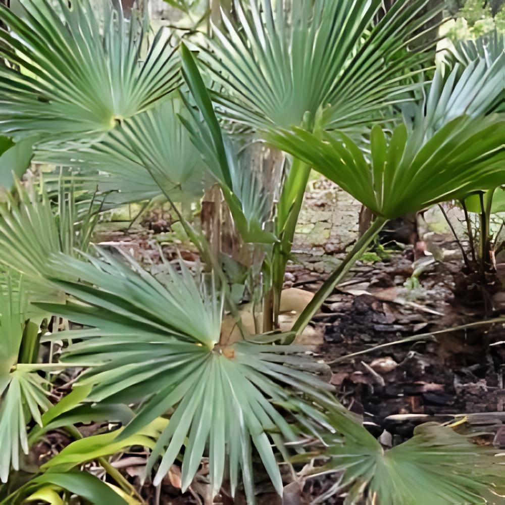 Kit 3 trachycarpus wagnerianus - Kit 3 trachycarpus wagnerianus