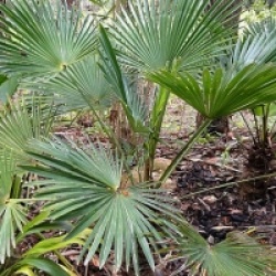 Kit 3 trachycarpus wagnerianus