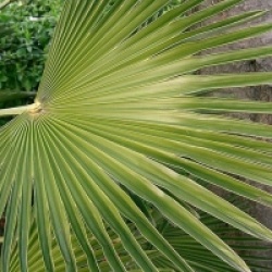 Kit 3 trachycarpus wagnerianus