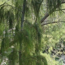 Casuarina glauca
