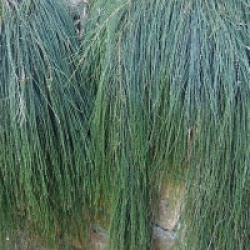 Casuarina glauca