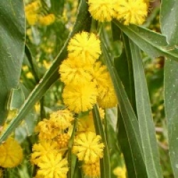Mimosa dor�, Acacia dor�