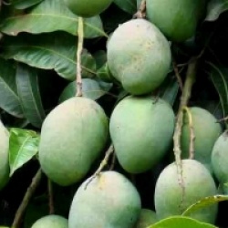 Kit jardin exotique 4 plantes