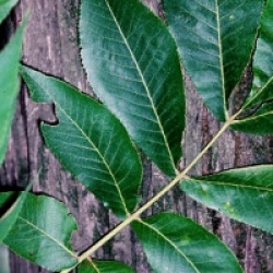 Carya laciniosa