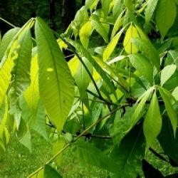 Carya laciniosa - Caryer �cailleux