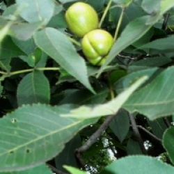 Carya ovata