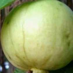 Kit jardin exotique 6 plantes