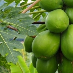 Kit jardin exotique 6 plantes